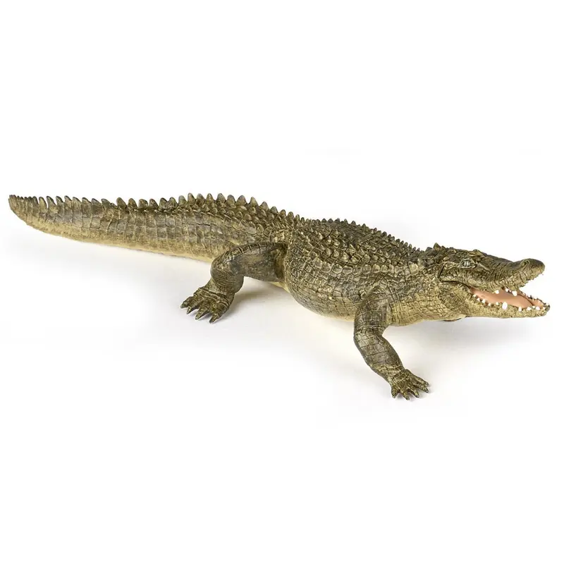 Alligator