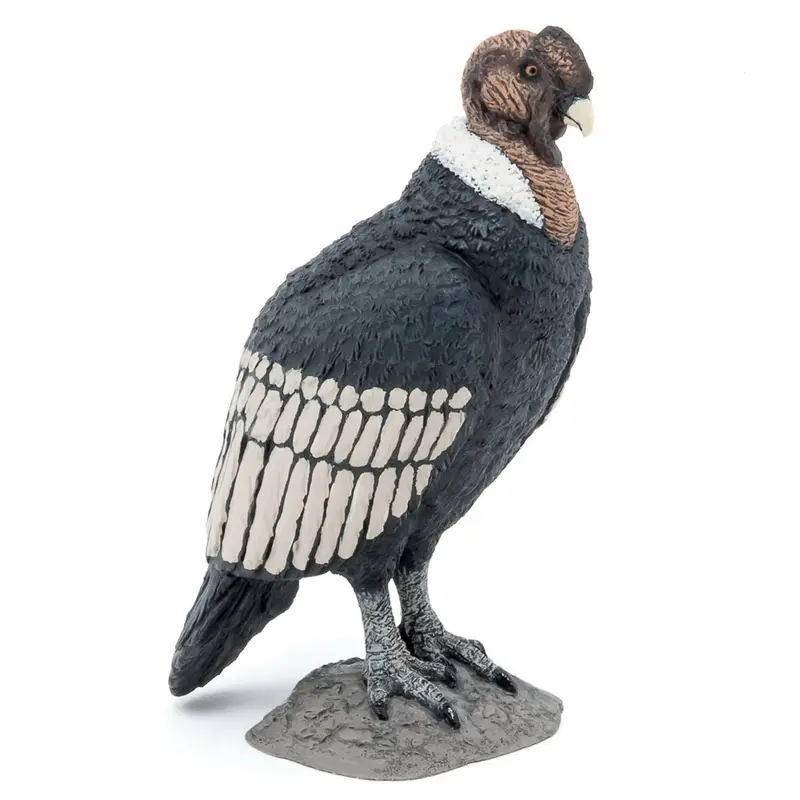Condor